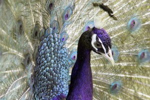 pfau_violett.jpg
