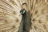 pfau_cameo_150613.jpg