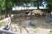 Kozy v kempu Svitačka